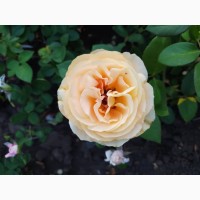 Роза корнесобственная 2 года императрица, глория дей, супер трупер керия блю мун и другие