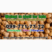 Walnut in shell for Sale, availible pre-order! Low price