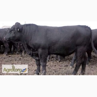 Агрофирма продаст стадо коров(300голов) Абердино-ангусской породы. Цена договорная.