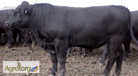Агрофирма продаст стадо коров(300голов) Абердино-ангусской породы. Цена договорная.