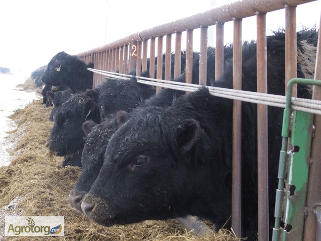 Фото 2. Агрофирма продаст стадо коров(300голов) Абердино-ангусской породы. Цена договорная.