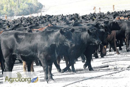 Фото 3. Агрофирма продаст стадо коров(300голов) Абердино-ангусской породы. Цена договорная.