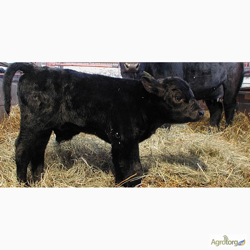Фото 4. Агрофирма продаст стадо коров(300голов) Абердино-ангусской породы. Цена договорная.