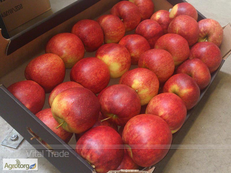 Фото 3. Яблоки и груши из Польши