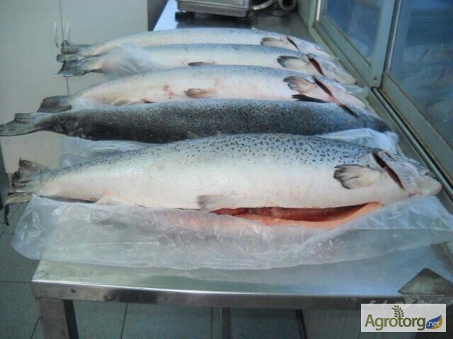 Красная рыба Семга 5-6 кг Охлажденная 350 грн