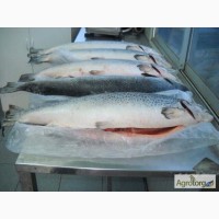 Красная рыба Семга 5-6 кг Охлажденная 350 грн