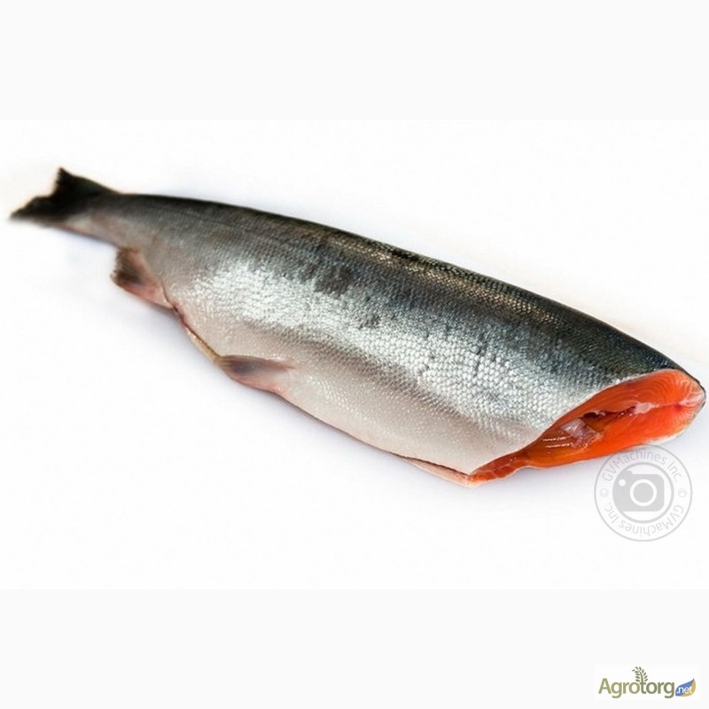 Фото 2. Красная рыба Семга 5-6 кг Охлажденная 350 грн