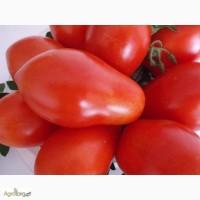 Семена помидор сливовидные сорта
