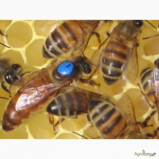 Продаю пчелопакеты, пчелосемьи