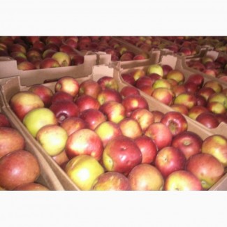 Продажа яблок для экспорта