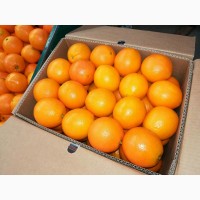 Апельсин Валенсия прямые поставки Египет, Orange Valencia