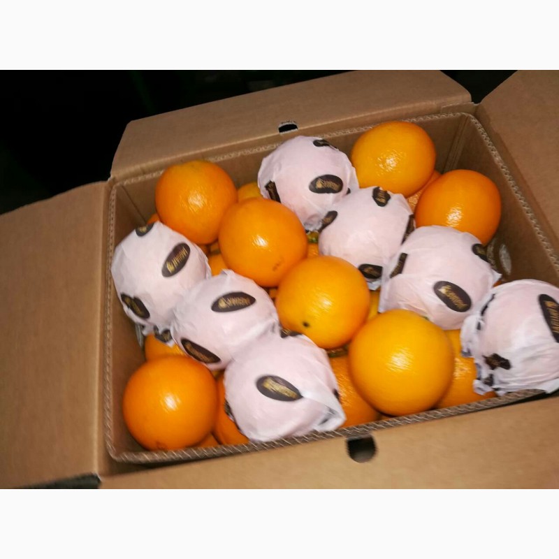 Фото 3. Апельсин Валенсия прямые поставки Египет, Orange Valencia