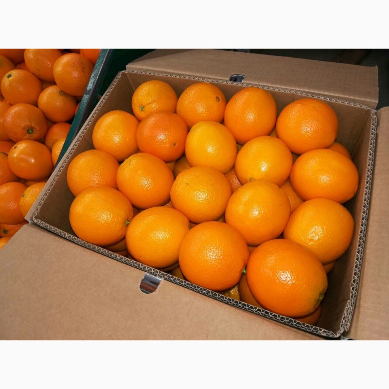 Фото 4. Апельсин Валенсия прямые поставки Египет, Orange Valencia