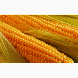 Семена кукурузы Монсанто ДКС 2960 ФАО 250