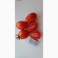 Продам помидор сорт Рио Гранде и Форсаж