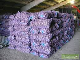 Фото 2. Продажа товарного картофеля Начали копать товарный картофель Белароза и Гренада