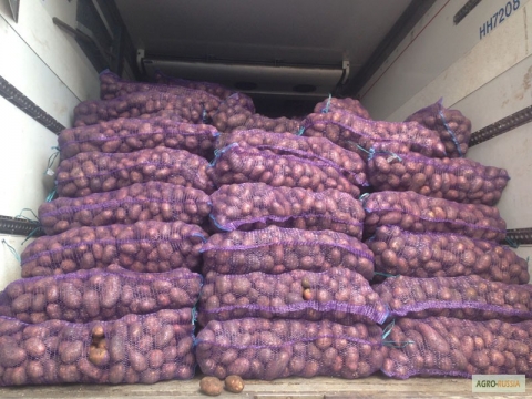 Фото 3. Продажа товарного картофеля Начали копать товарный картофель Белароза и Гренада