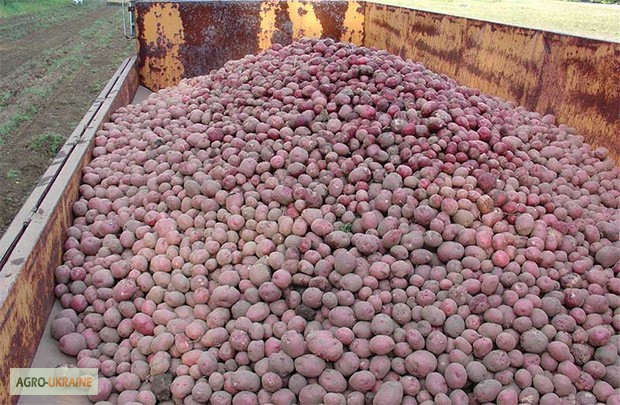 Фото 6. Продажа товарного картофеля Начали копать товарный картофель Белароза и Гренада