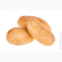 Продажа товарного картофеля Начали копать товарный картофель Белароза и Гренада