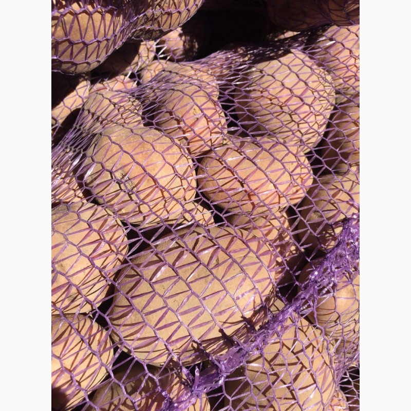 Фото 2. Продам оптом посадочный картофель. Сорта: Гранада; Коннект; Пикассо