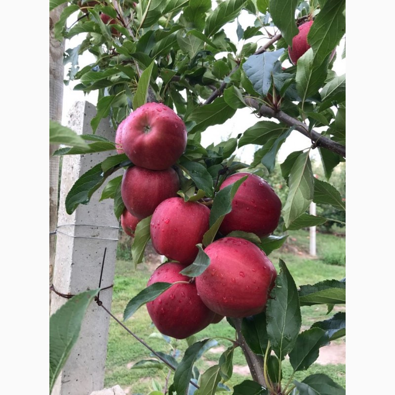 Фото 3. Предлагаем яблоки в больших обьемах