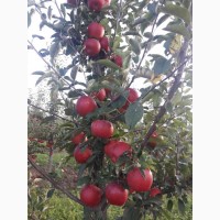 Предлагаем яблоки в больших обьемах