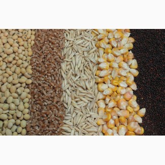 Закупаем разные зерновые культуры. (пшеница, рапс, соя, лен)