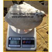 Яйца инкубационные Техасец белый - супер бройлер