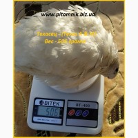 Яйца инкубационные Техасец белый - супер бройлер
