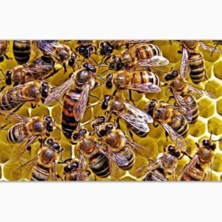 Пчеломатка, пчелы, матка пчел, бджолині матки, Бджоломатки