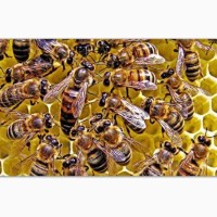 Пчеломатка, пчелы, матка пчел, бджолині матки, Бджоломатки