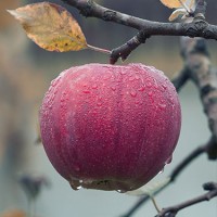 Яблоки из собственного сада
