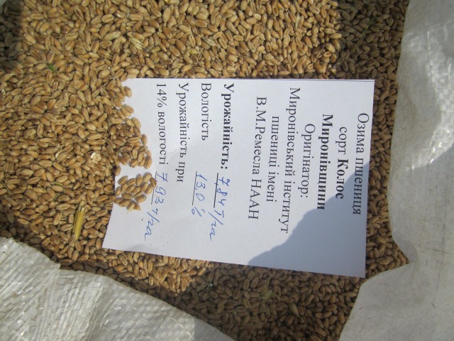 Фото 12. Реалізуємо пшеницю від виробника (третікале, ячмінь, яра пшениця)