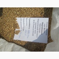 Реалізуємо пшеницю від виробника (третікале, ячмінь, яра пшениця)
