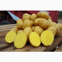 Картопля Скарб: сітка 25кг