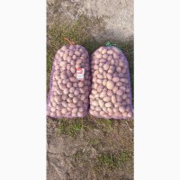 Продам картофель посевной