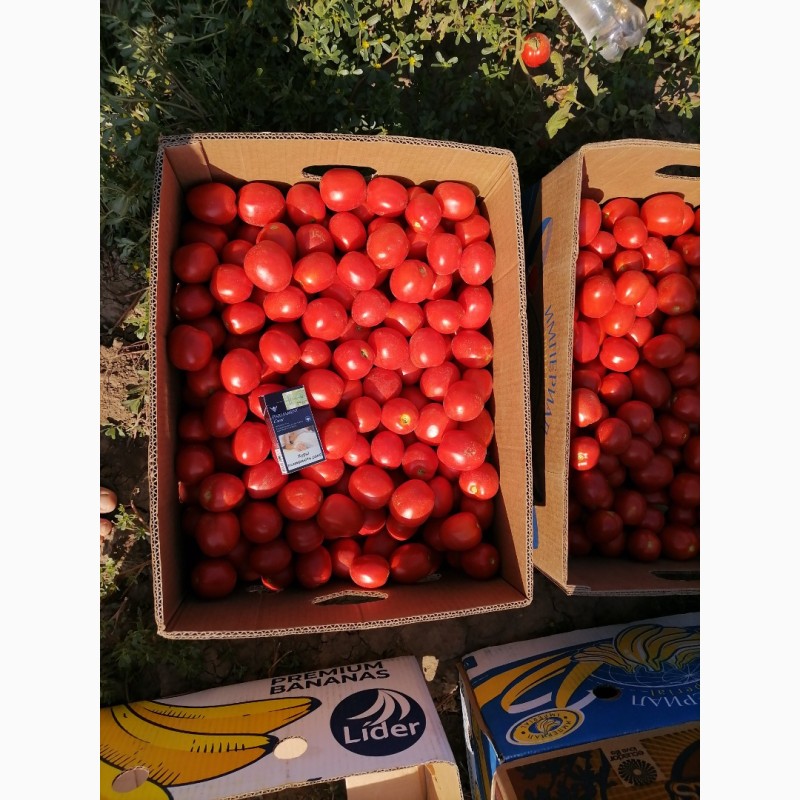 Фото 2. Продажа помидоров сливка Американская