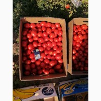 Продажа помидоров сливка Американская