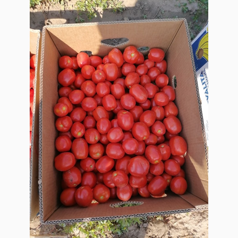 Фото 3. Продажа помидоров сливка Американская