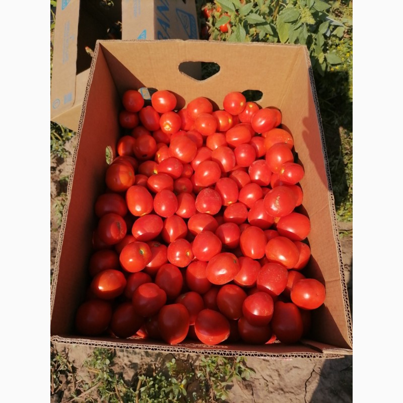 Фото 4. Продажа помидоров сливка Американская