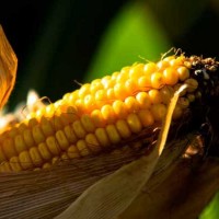 Семена кукурузы Хотин, ФАО 280