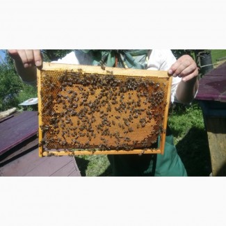 Бджолопакети, пчелопакети, бджолосім’ї Карпатка