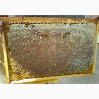 Бджолопакети, пчелопакети, бджолосім’ї Карпатка