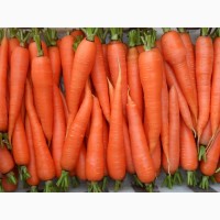 Морковь оптом из Белаурси