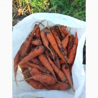 Морковь на переработку 2 сорт