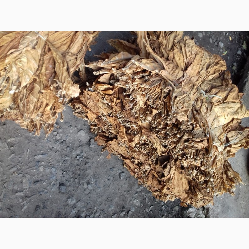 Фото 2. Продам сухий лист тютюну сорт Берлей