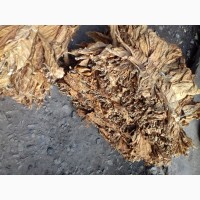 Продам сухий лист тютюну сорт Берлей