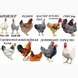 Продам іспанку, редбро, мастер