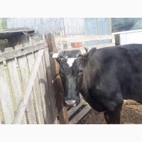 Продам добру корову (ціна договірна)