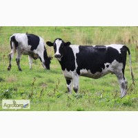 Продам молочних корів чорно-рябої породи